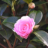 A closer look at the magnificent camellias at Caerhays